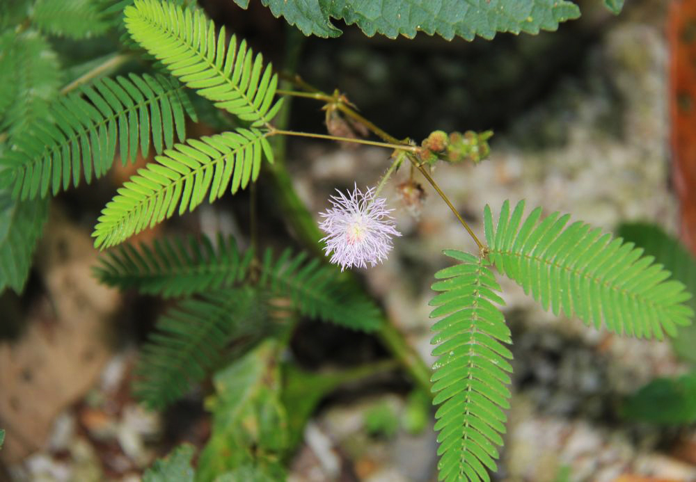 Изображение особи Mimosa pudica.