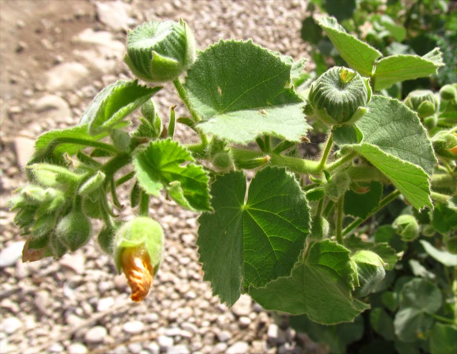 Image of Abutilon hirtum specimen.