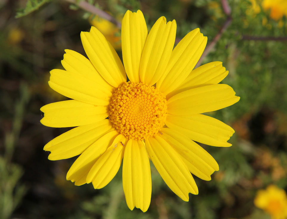 Image of Glebionis coronaria specimen.