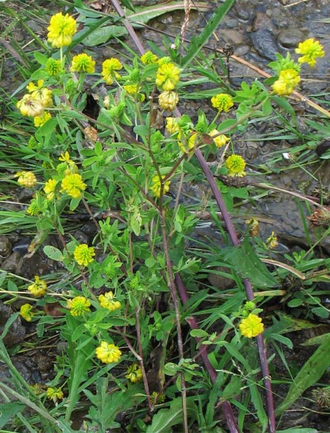 Image of Trifolium aureum specimen.