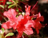 Rhododendron obtusum