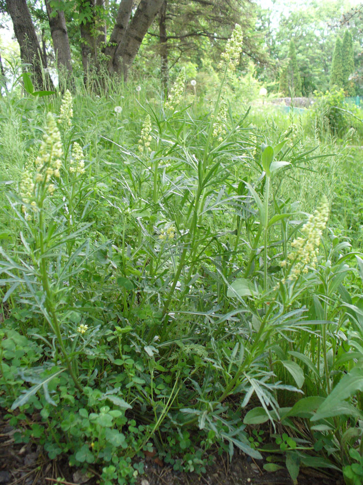 Image of Reseda lutea specimen.