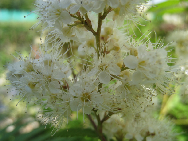 Изображение особи Sorbaria sorbifolia.