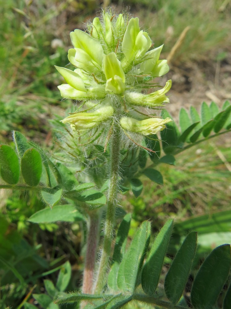 Изображение особи Oxytropis pilosa.