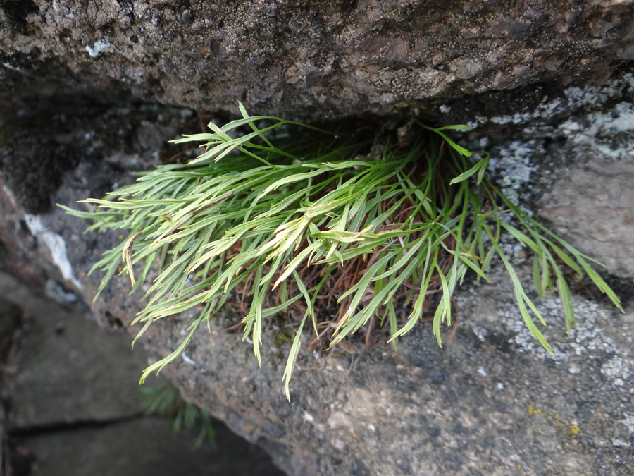 Image of Asplenium septentrionale specimen.