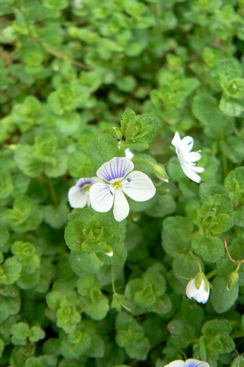 Image of Veronica filiformis specimen.