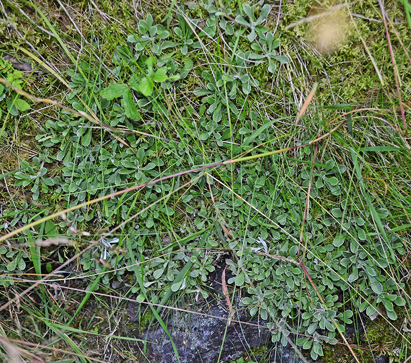 Image of Antennaria dioica specimen.