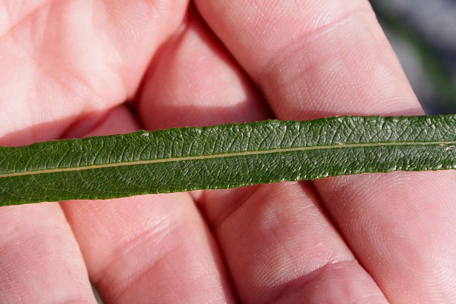 Image of Salix viminalis specimen.