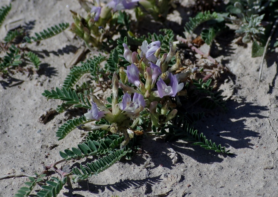 Изображение особи Astragalus tibetanus.