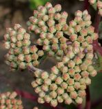 Hylotelephium triphyllum. Соцветие с бутонами. Германия, г. Крефельд, Ботанический сад. 06.09.2014.