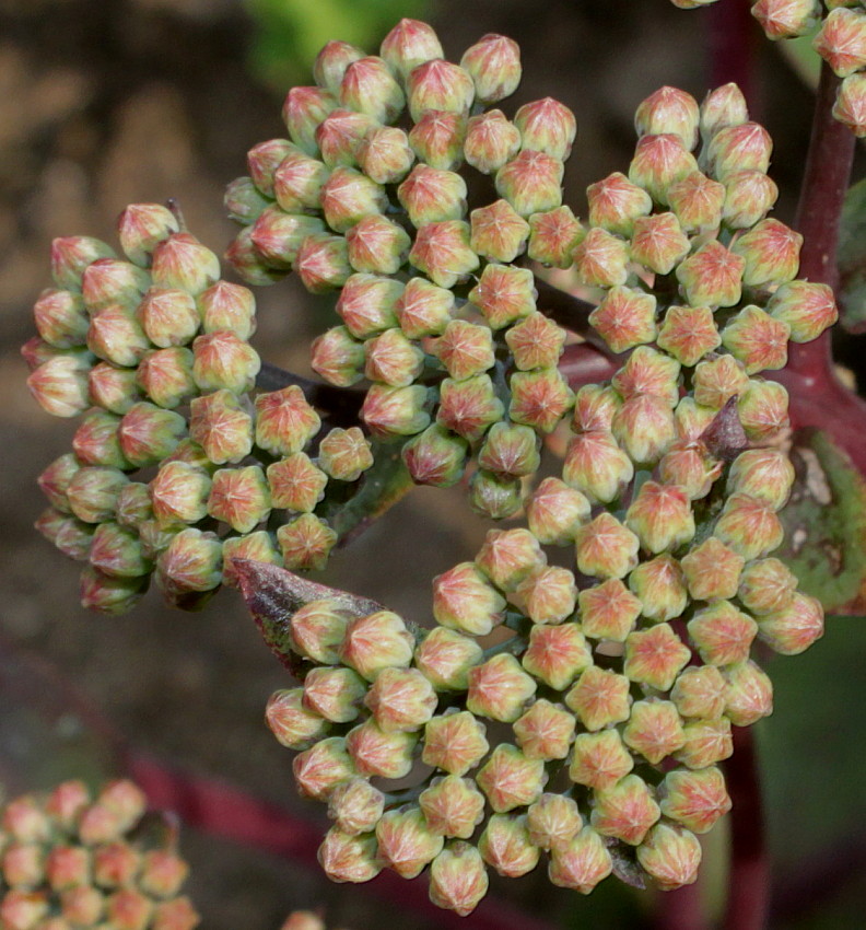 Изображение особи Hylotelephium triphyllum.