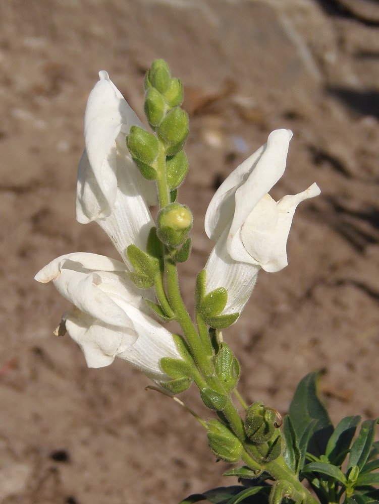 Изображение особи Antirrhinum siculum.