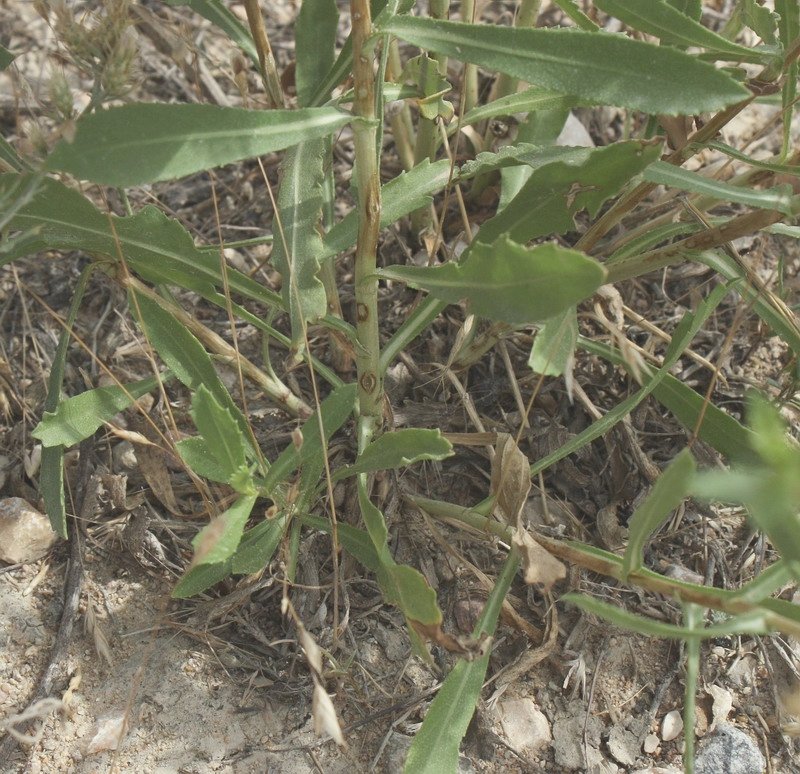 Изображение особи Grindelia squarrosa.