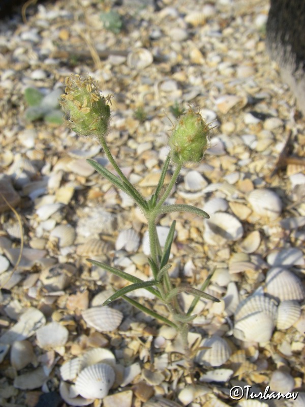 Image of Plantago arenaria specimen.