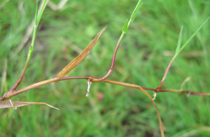 Изображение особи Alopecurus geniculatus.