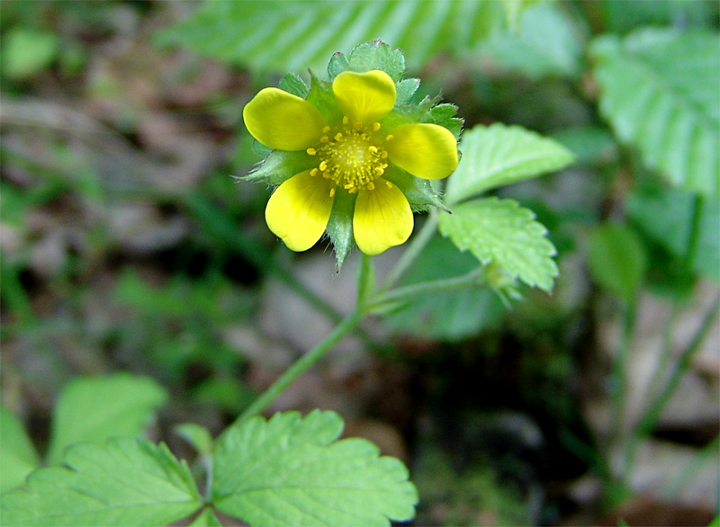 Image of Duchesnea indica specimen.