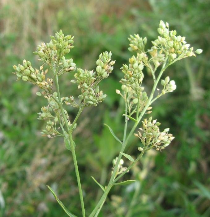 Изображение особи Lepidium latifolium.