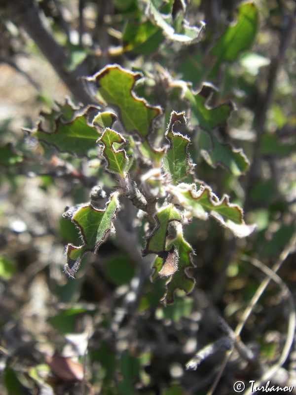 Изображение особи Cotoneaster integerrimus.