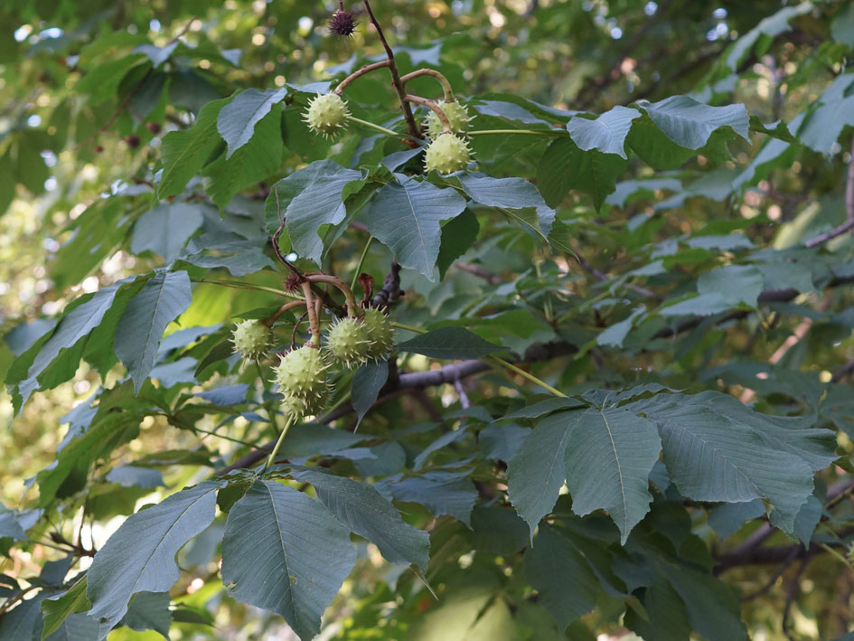 Image of Aesculus hippocastanum specimen.