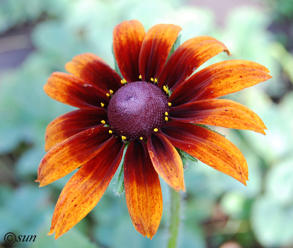 Image of Rudbeckia hirta specimen.