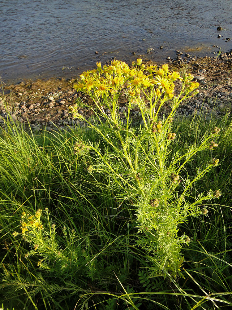 Image of Senecio erucifolius specimen.