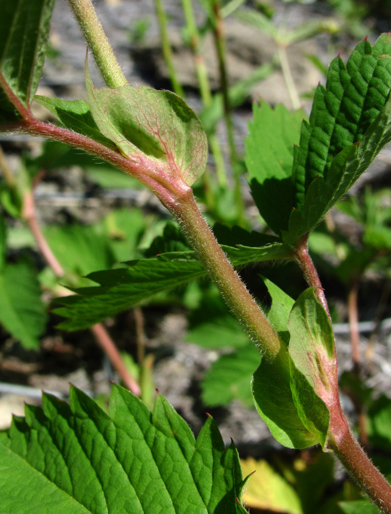 Image of Potentilla elatior specimen.