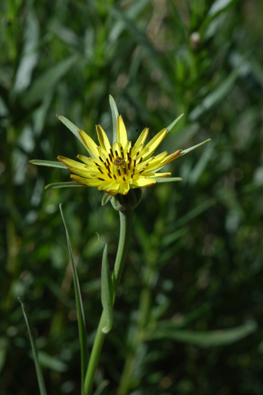 Image of genus Tragopogon specimen.