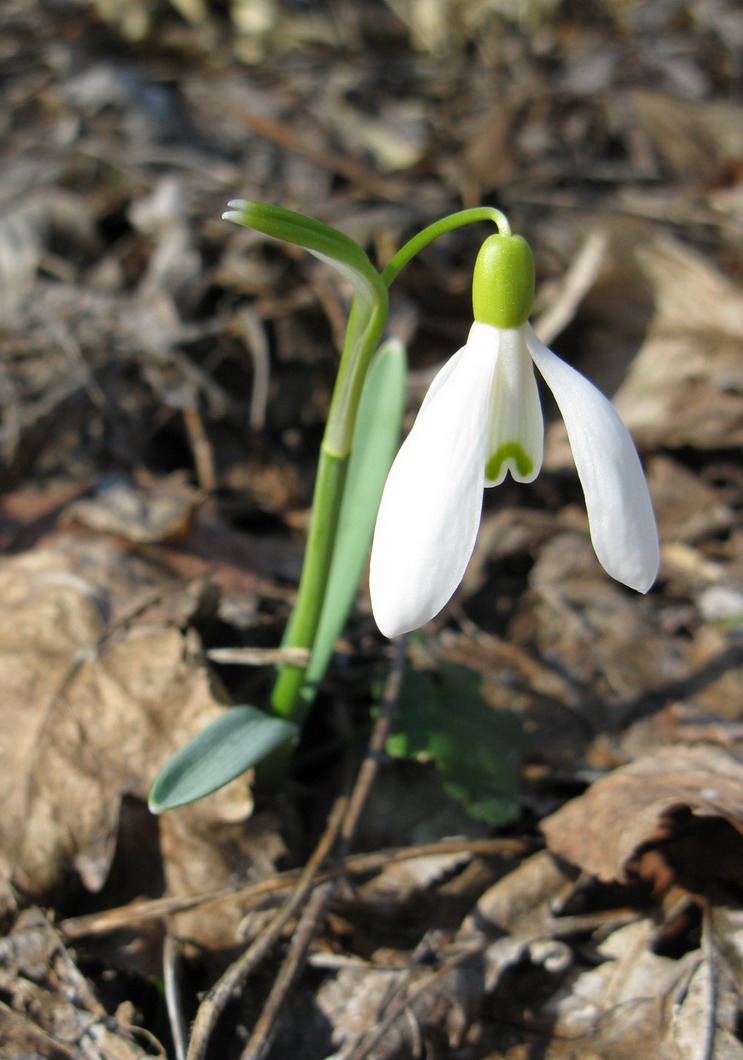 Изображение особи Galanthus nivalis.