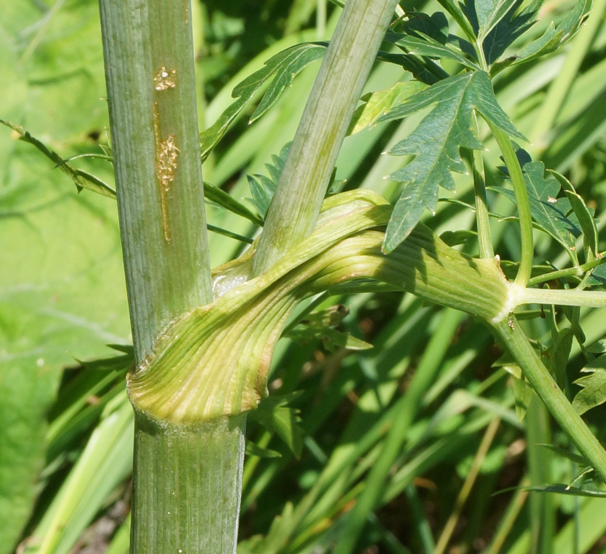 Image of Conioselinum tataricum specimen.