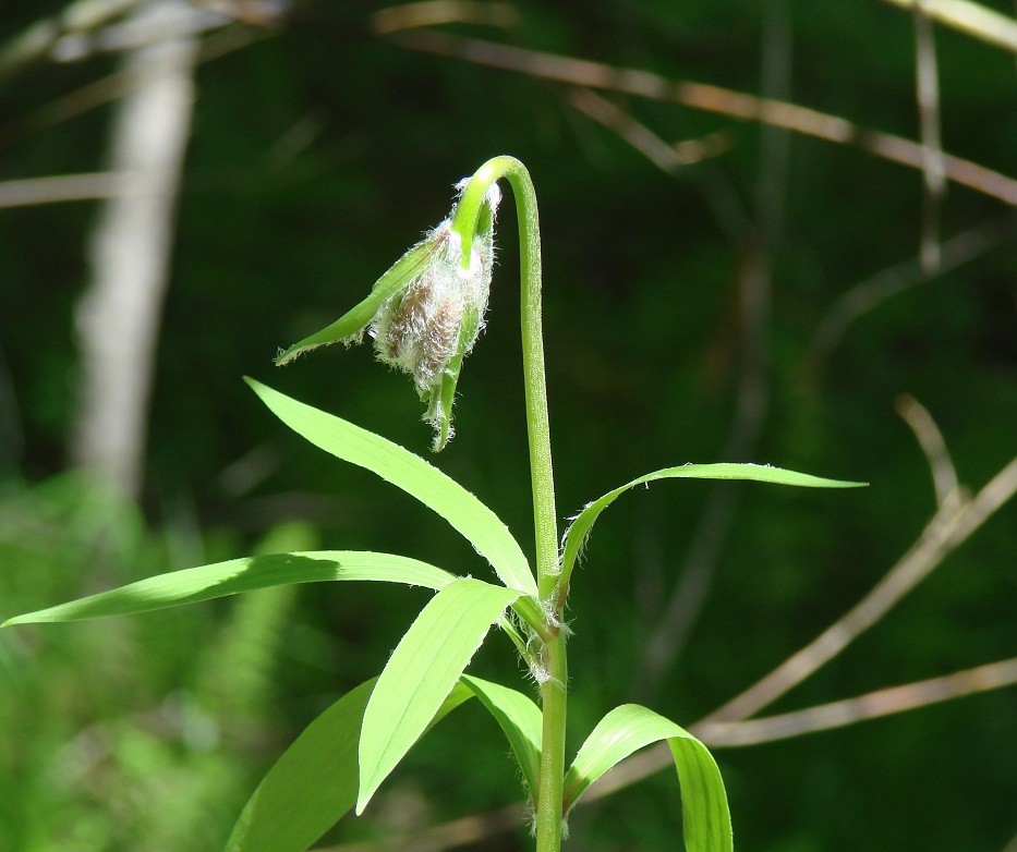 Изображение особи Lilium pilosiusculum.