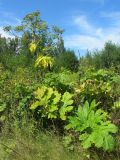 Heracleum sosnowskyi