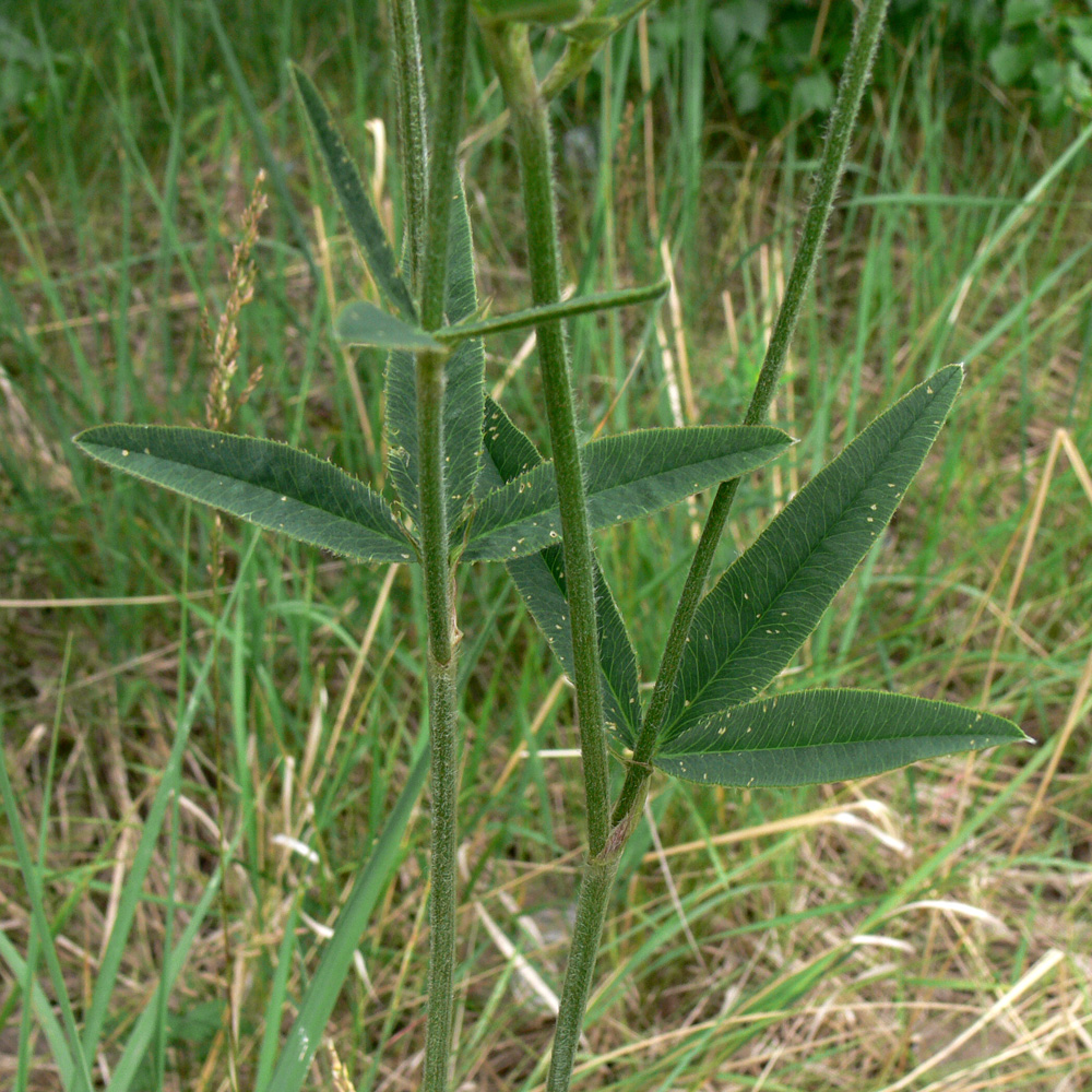 Image of Trifolium montanum specimen.