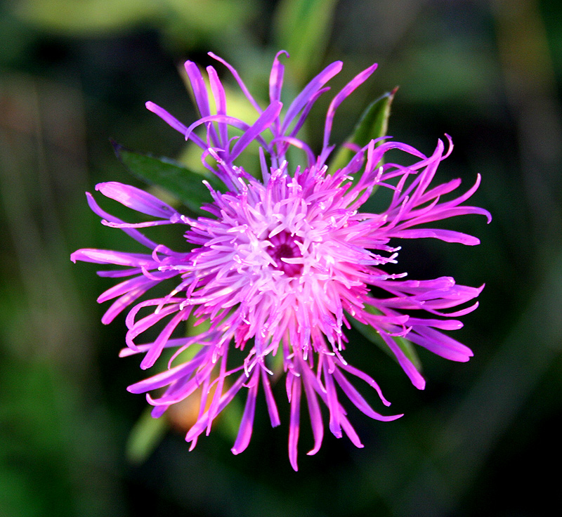 Изображение особи Centaurea jacea.