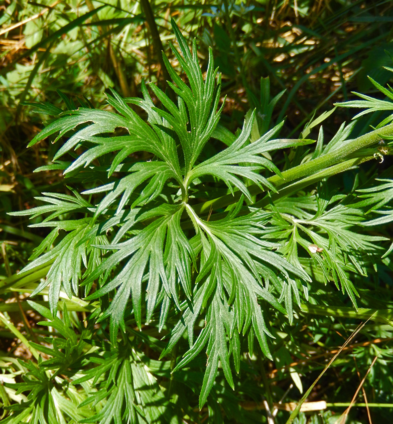 Image of Delphinium schmalhausenii specimen.