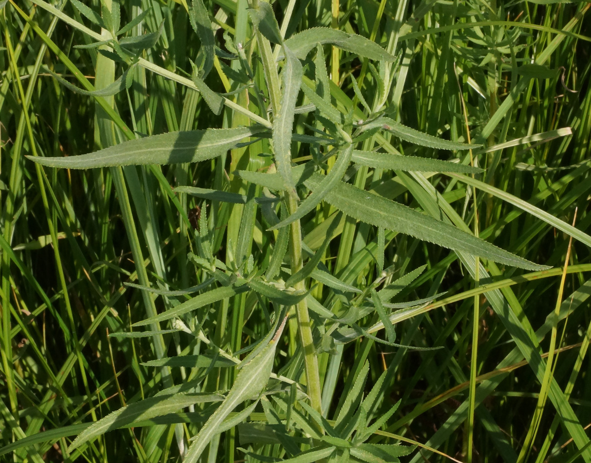 Image of Achillea cartilaginea specimen.