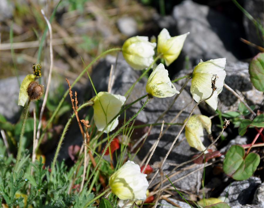 Image of genus Papaver specimen.