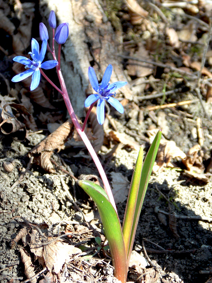 Image of Scilla bifolia specimen.