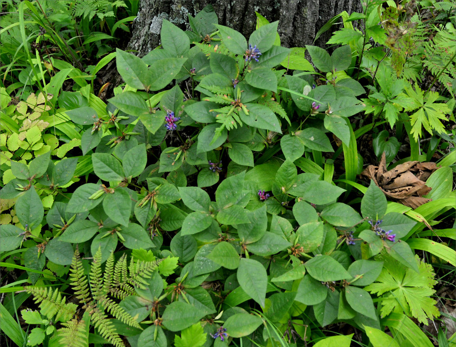 Изображение особи Vicia ohwiana.