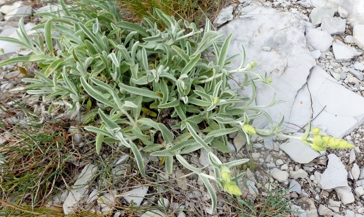 Изображение особи Sideritis euxina.