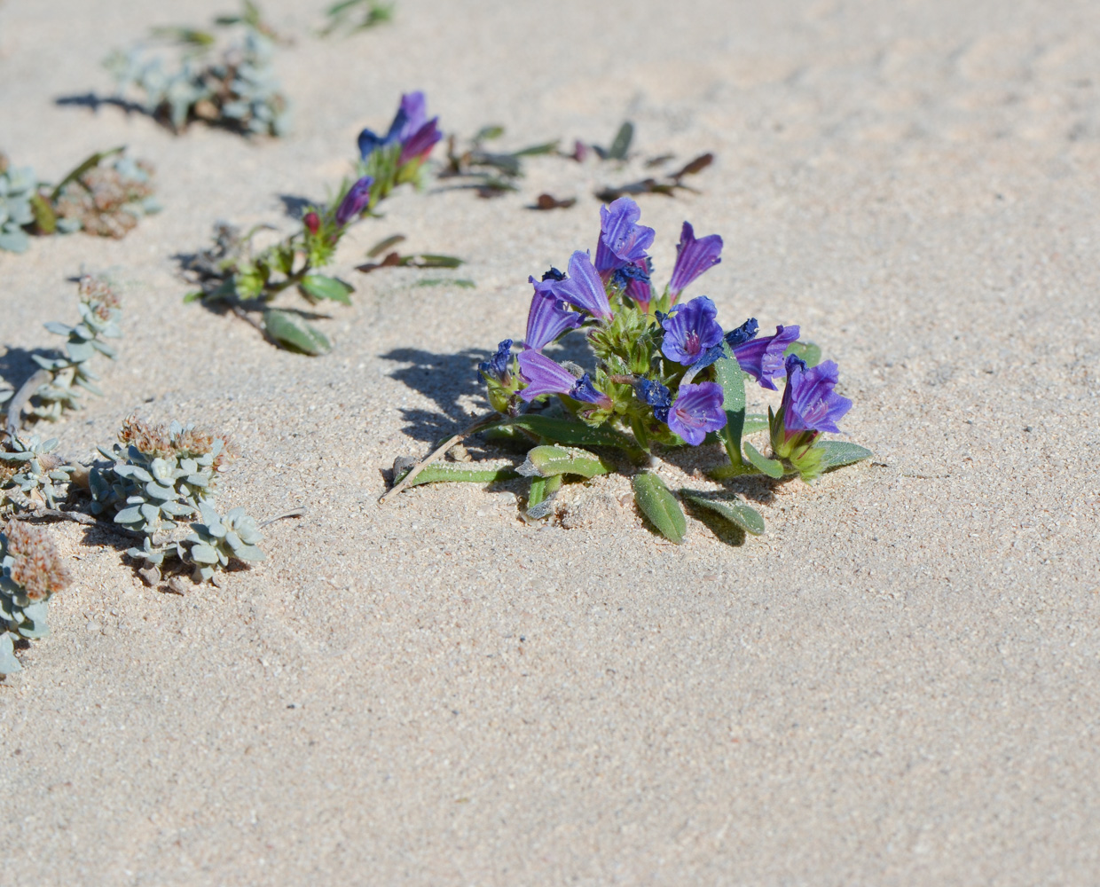 Image of Echium bonnetii specimen.