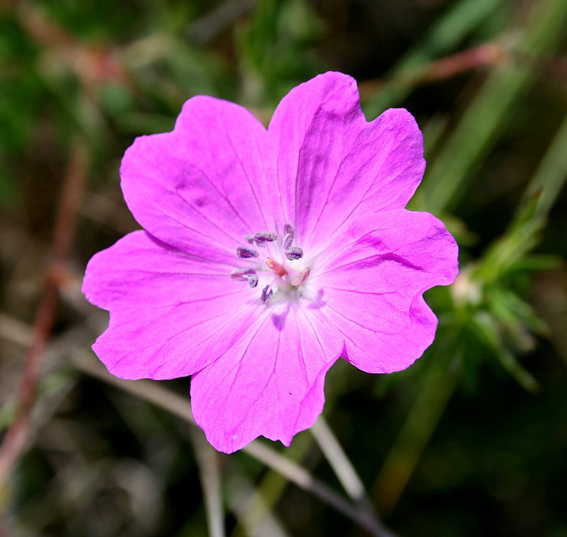 Изображение особи Geranium sanguineum.