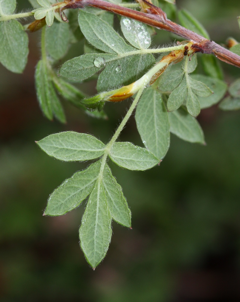 Изображение особи Dasiphora mandshurica.