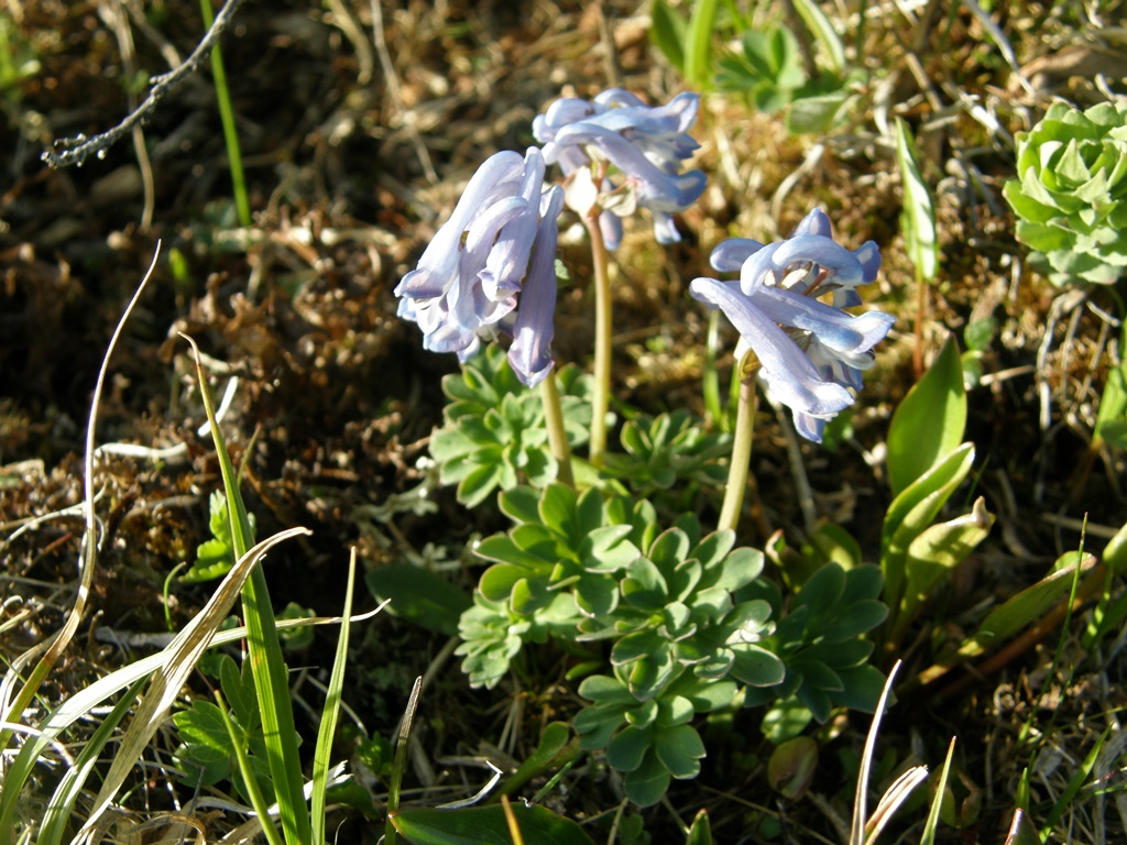 Изображение особи Corydalis pauciflora.