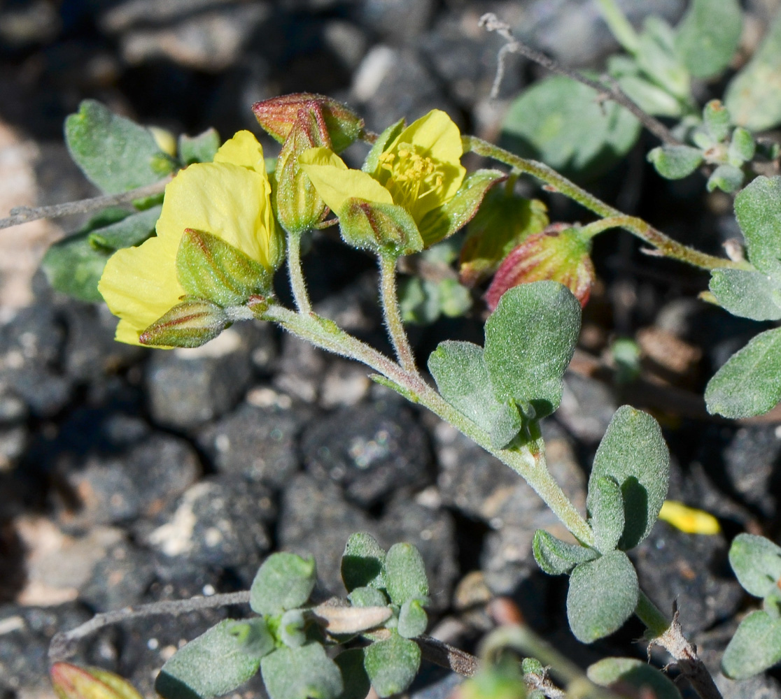 Image of Helianthemum canariense specimen.