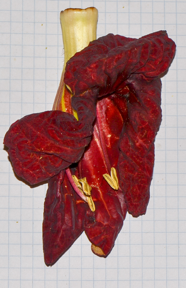 Image of Kigelia pinnata specimen.