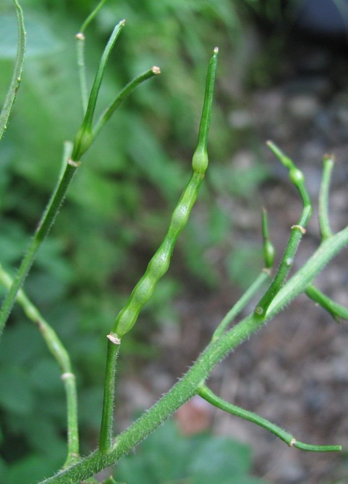 Image of Sisymbrium strictissimum specimen.