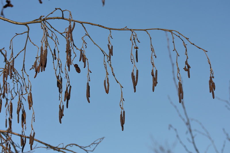 Изображение особи Alnus incana.