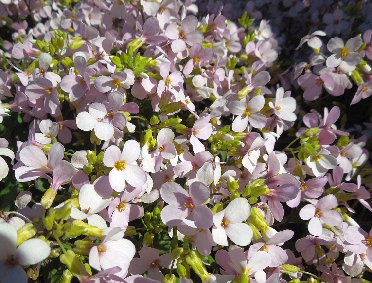 Image of Arabis &times; arendsii specimen.