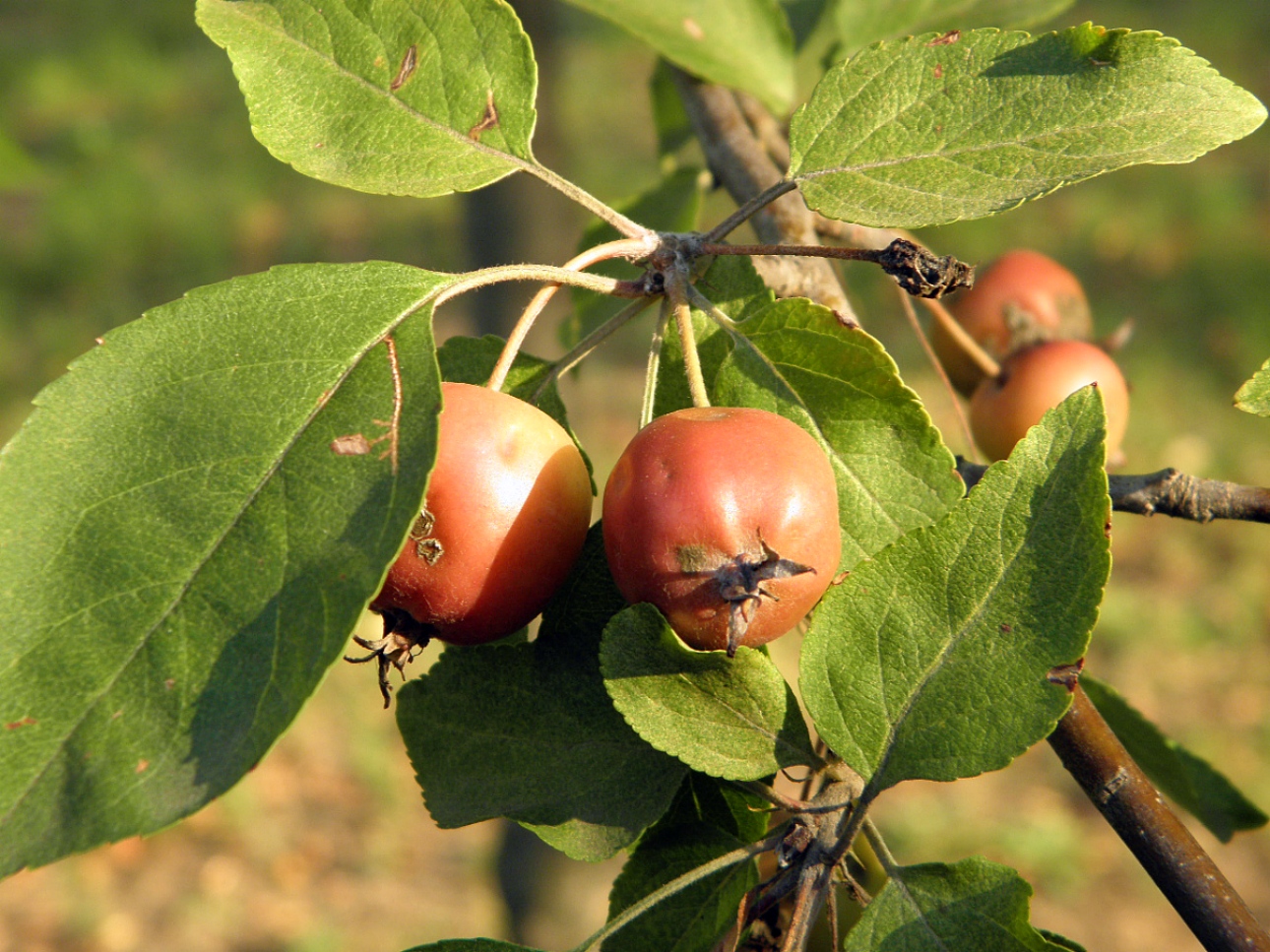 Image of Malus prunifolia specimen.