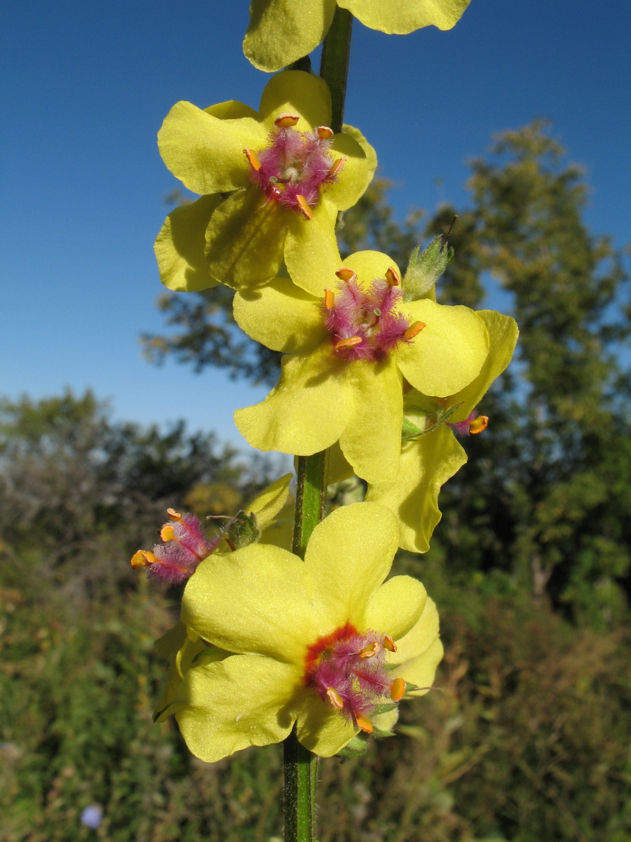 Image of Verbascum marschallianum specimen.